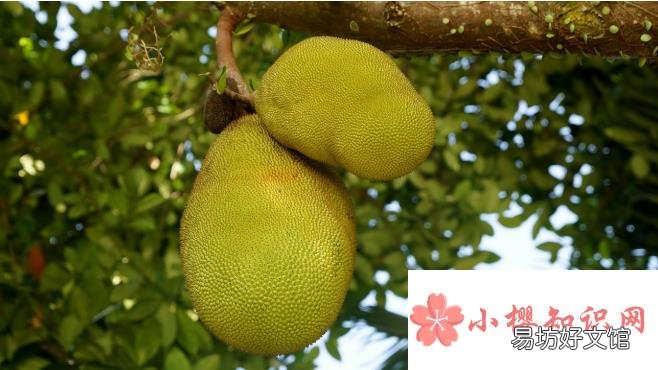 菠萝蜜怎么保存?