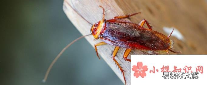 家里有蟑螂怎么办能除根?