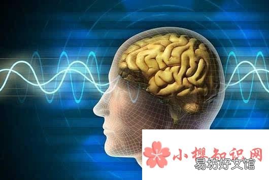 右脑型的人是什么样的人?