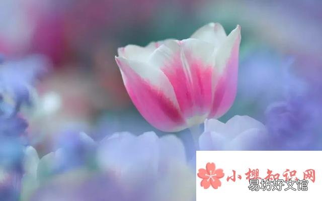 2021年简单有气质的女网名有哪些?