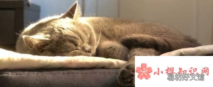 屋里养猫对人巨大的坏处是什么?