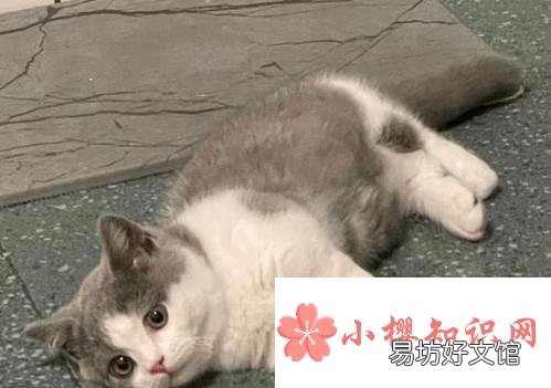 屋里养猫对人巨大的坏处是什么?