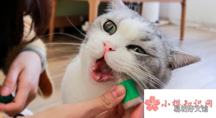猫薄荷对猫有什么作用?