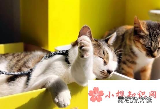 猫薄荷对猫有什么作用?