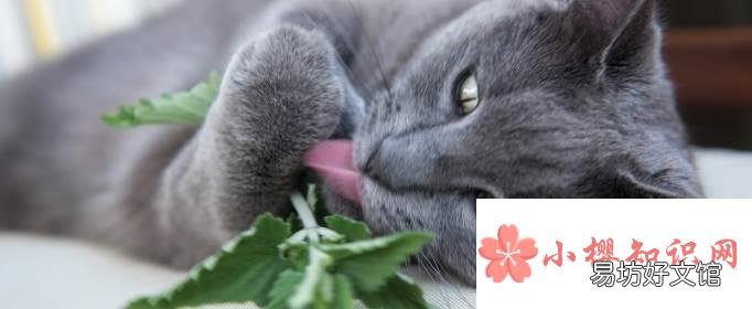 猫薄荷对猫有什么作用?