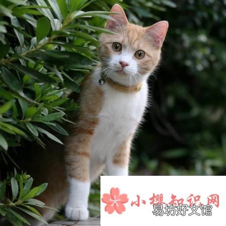 在什么洲有一种会吐丝的吐丝猫？