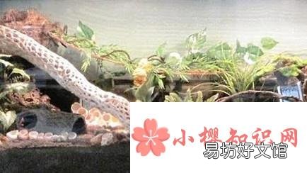海水寄居蟹怎么养