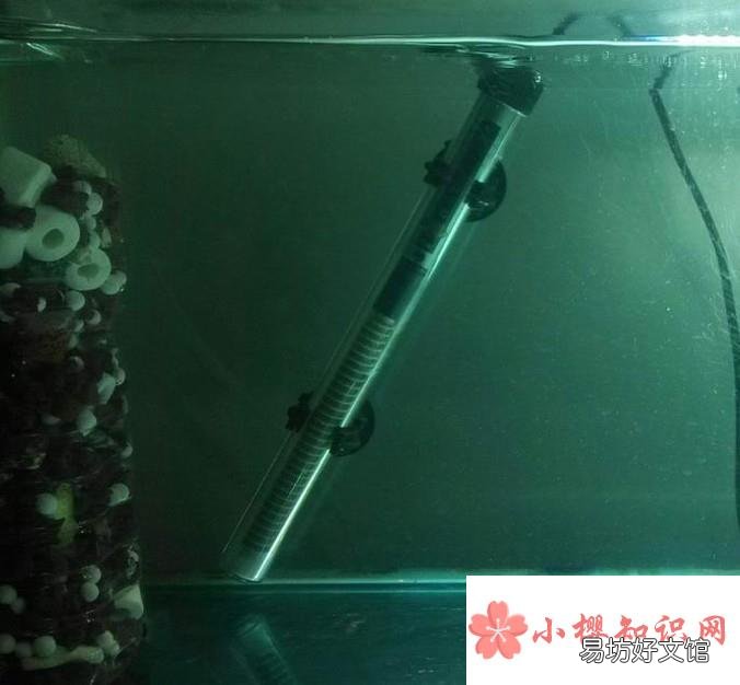 海水寄居蟹怎么养