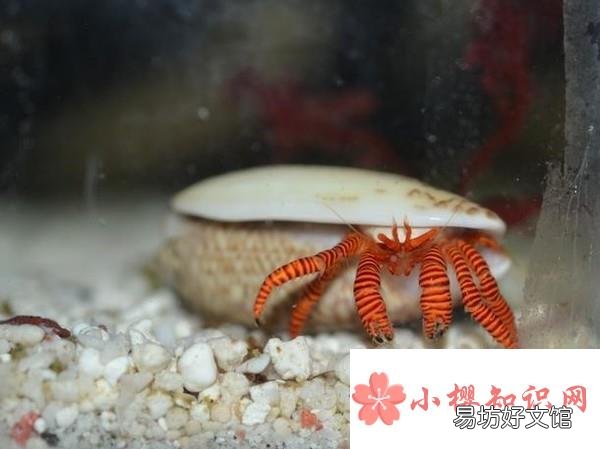 海水寄居蟹怎么养