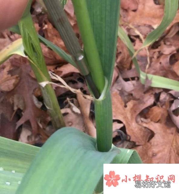 如何拔蒜苔容易