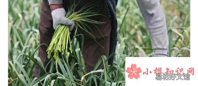 如何拔蒜苔容易