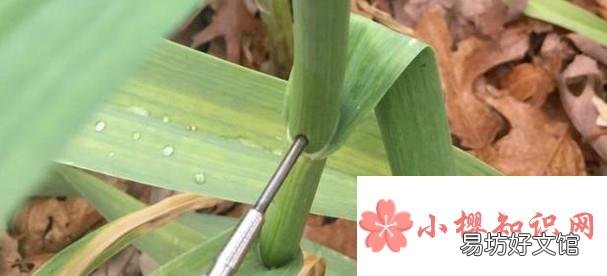 如何拔蒜苔容易