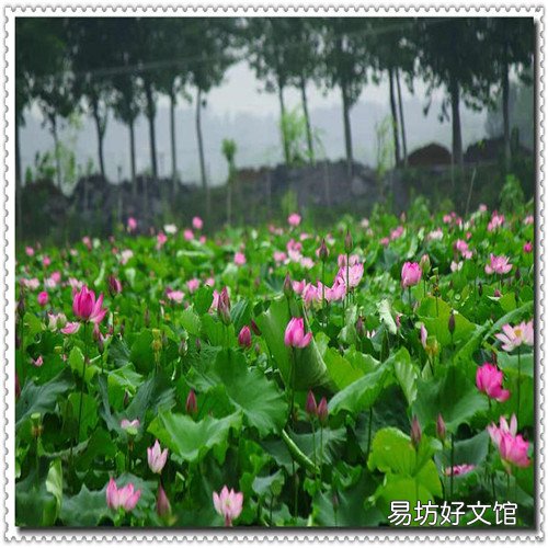 吃什么能增加头发发量 吃什么头发好