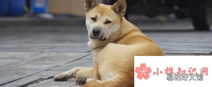 最认主人的狗排名是怎样的?