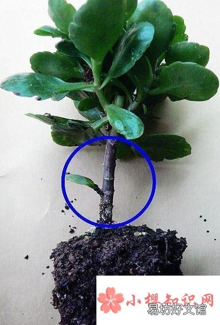长寿花水培的养殖方法