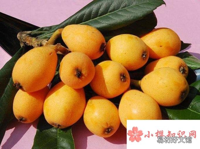 吃枇杷的好处与注意事项
