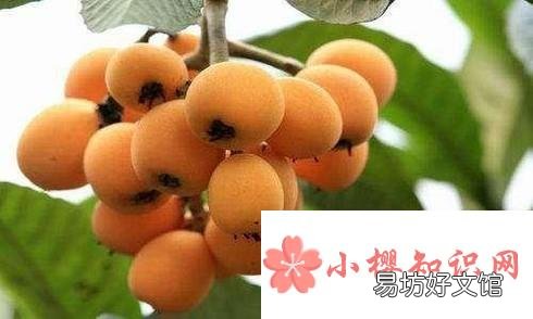 吃枇杷的好处与注意事项