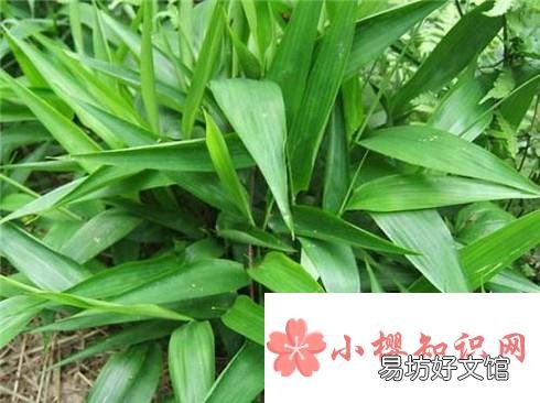 淡竹叶能吃吗?淡竹叶有哪些功效与作用?