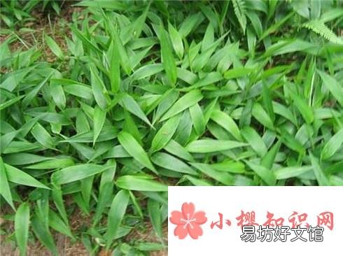 淡竹叶能吃吗?淡竹叶有哪些功效与作用?
