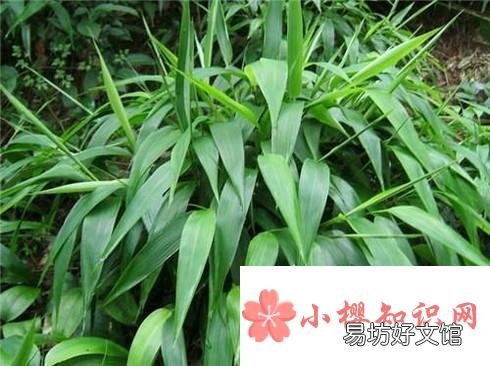 淡竹叶能吃吗?淡竹叶有哪些功效与作用?