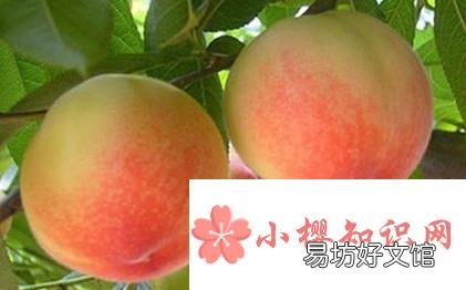 夏天吃10种水果不上火