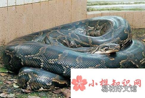 世界最大的蛇有多重?