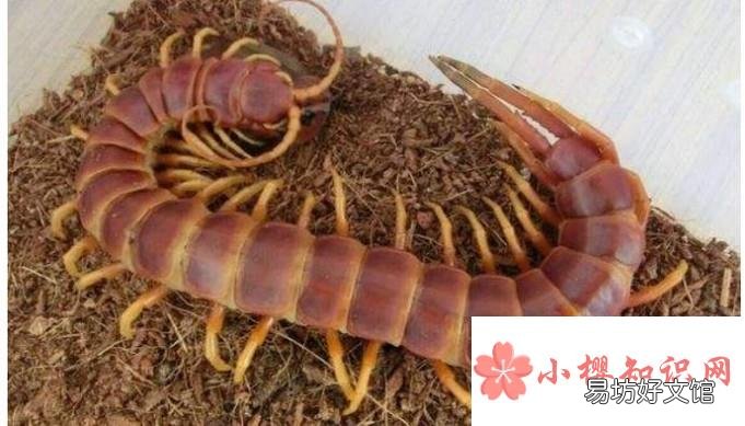 饲养宠物蜈蚣的八个注意事项