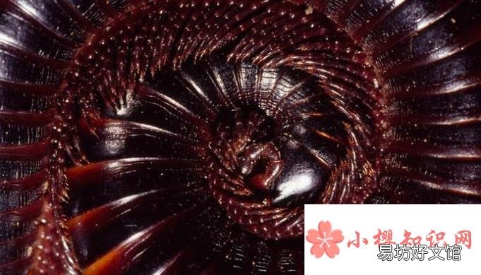 饲养宠物蜈蚣的八个注意事项