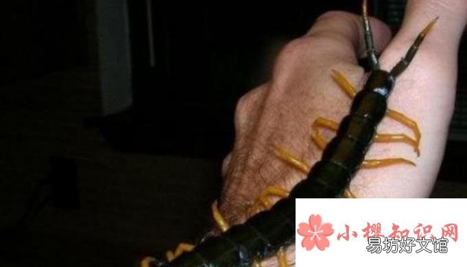 饲养宠物蜈蚣的八个注意事项