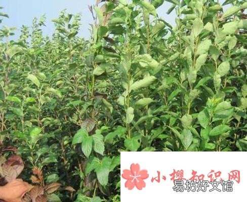 李子种子种在地里能出不