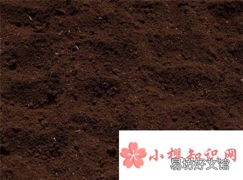 李子种子种在地里能出不