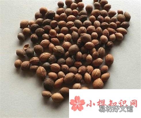 李子种子种在地里能出不