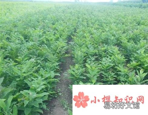 李子种子种在地里能出不