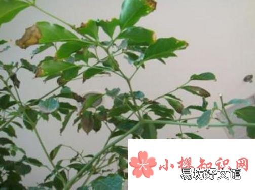 幸福树叶子耷拉怎么办