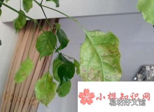幸福树叶子耷拉怎么办