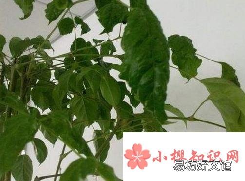 幸福树叶子耷拉怎么办