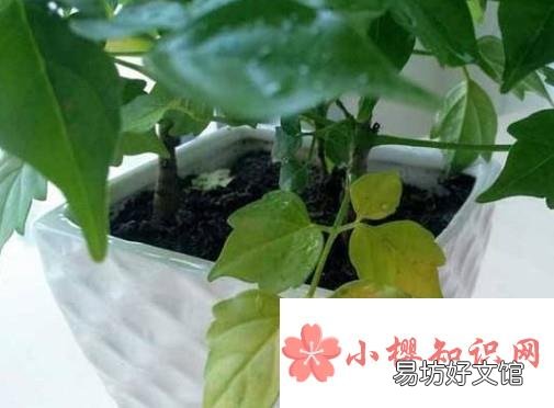 幸福树叶子耷拉怎么办