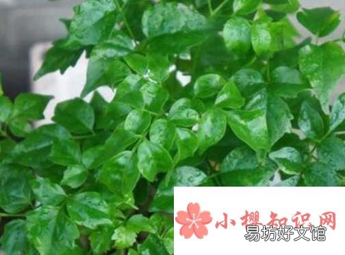 幸福树叶子耷拉怎么办