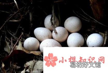 火鸡蛋与普通鸡蛋的差异
