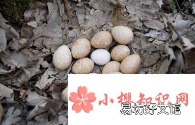 火鸡蛋与普通鸡蛋的差异