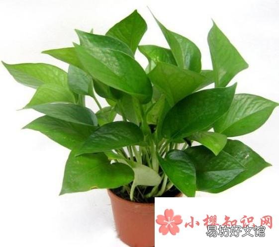 新家具怎么去除甲醛 新柜子怎么去味