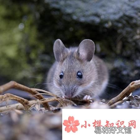 十二生肖排第一是什么生肖？