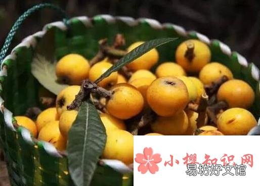 枇杷的保存方法是什么