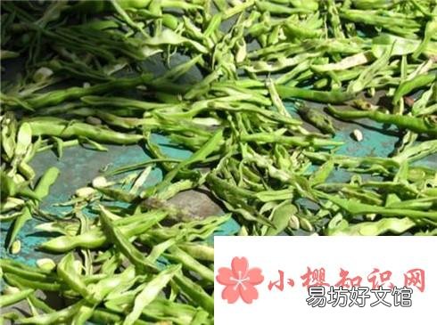 秋冬天如何保存豆角