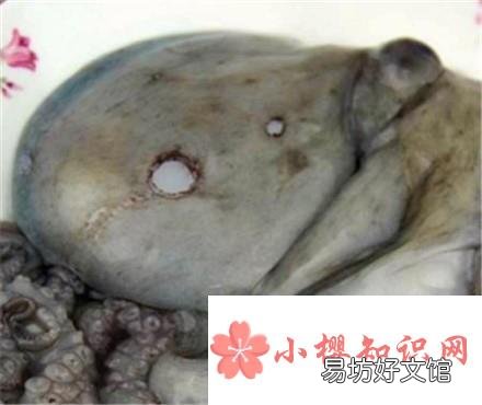 小章鱼怎么处理