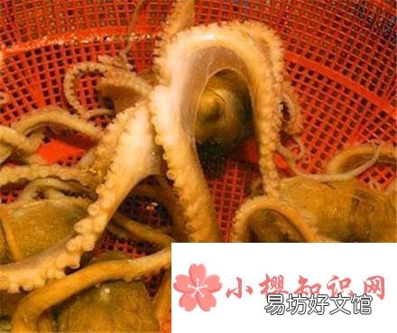 小章鱼怎么处理