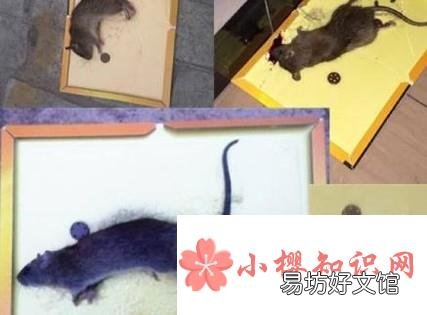 吊顶有老鼠怎么办呢?