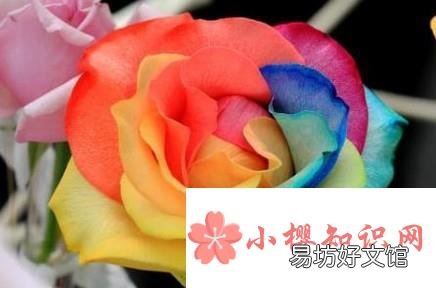 七彩玫瑰花语是什么七彩玫瑰代表什么意思