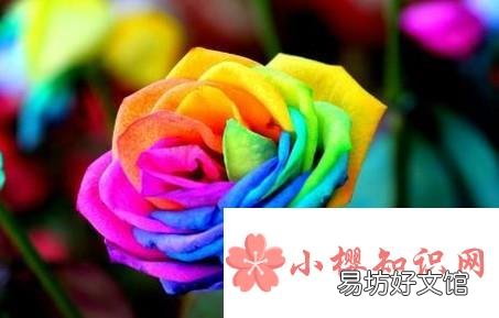 七彩玫瑰花语是什么七彩玫瑰代表什么意思