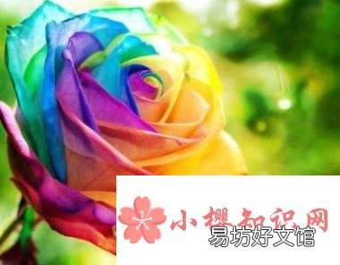 七彩玫瑰花语是什么七彩玫瑰代表什么意思